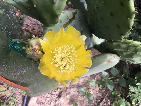 images/stories/virtuemart/product/Desert sunrise (Custom)